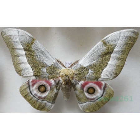 Gonimbrasia zambesina (Walker, 1865) male ex.pupa Kenya 123mm15c